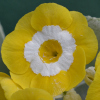 Primula Auricula Rocksand - Abriachan Nurseries